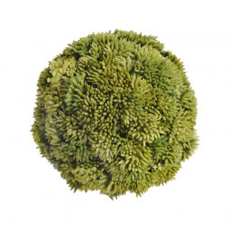 Kula sukulent 10 cm