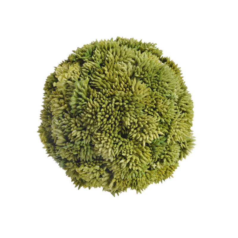 Kula sukulent 10 cm