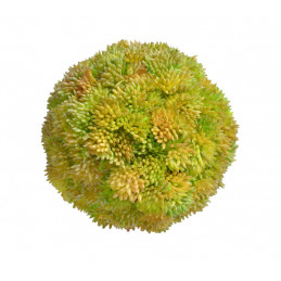 Kula sukulent 10 cm