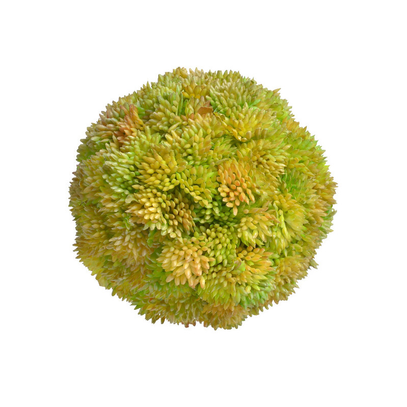 Kula sukulent 10 cm
