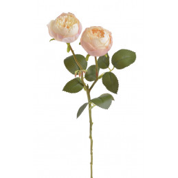 Róża ogrodowa 1+1..47cm