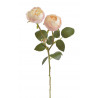 Róża ogrodowa 1+1..47cm