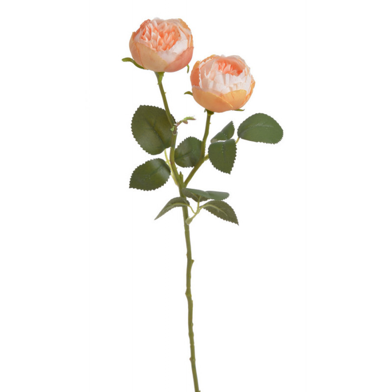 Róża ogrodowa 1+1..47cm