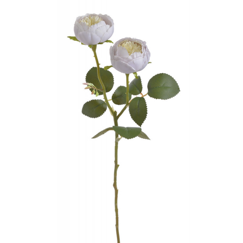 Róża ogrodowa 1+1..47cm