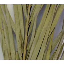 Date Leaves 1m  - liście palmowe suszone