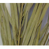 Date Leaves 1m  - liście palmowe suszone