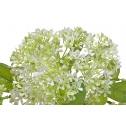 Kalina wawrzynowata 3szt/pęczek...45 cm