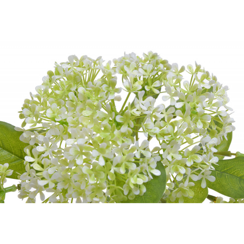 Kalina wawrzynowata 3szt/pęczek...45 cm