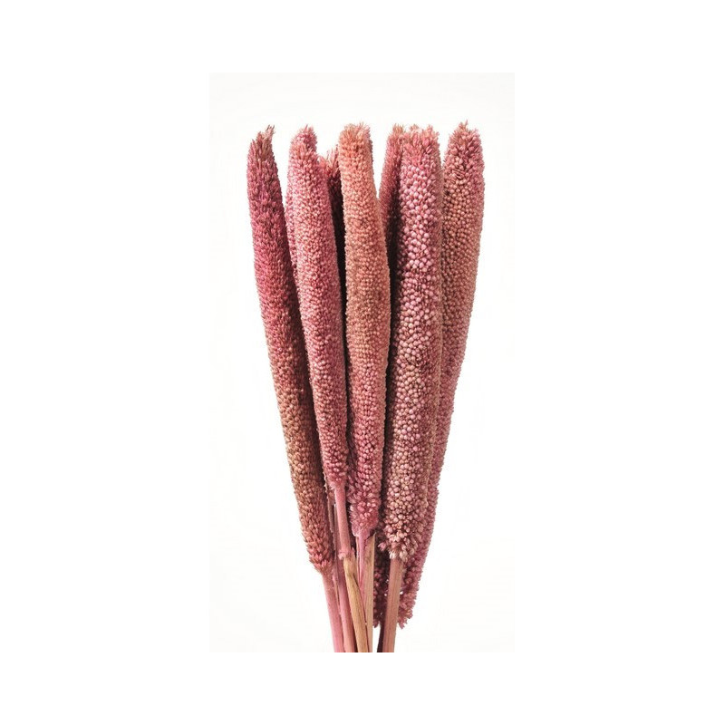 Babala gruba kolor paczka/10sztuk...75 cm - susz