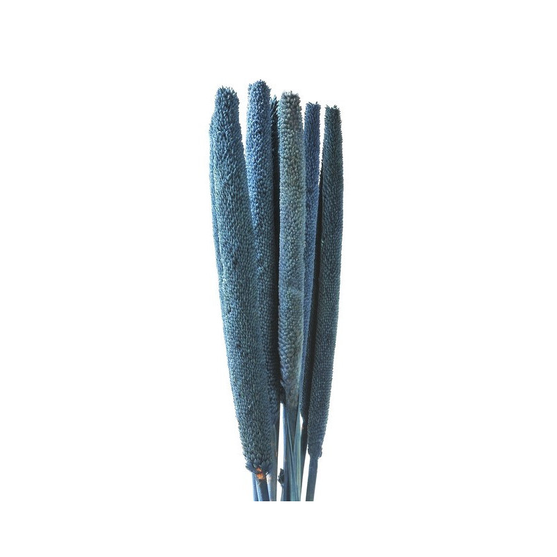 Babala gruba kolor paczka/10sztuk...75 cm - susz