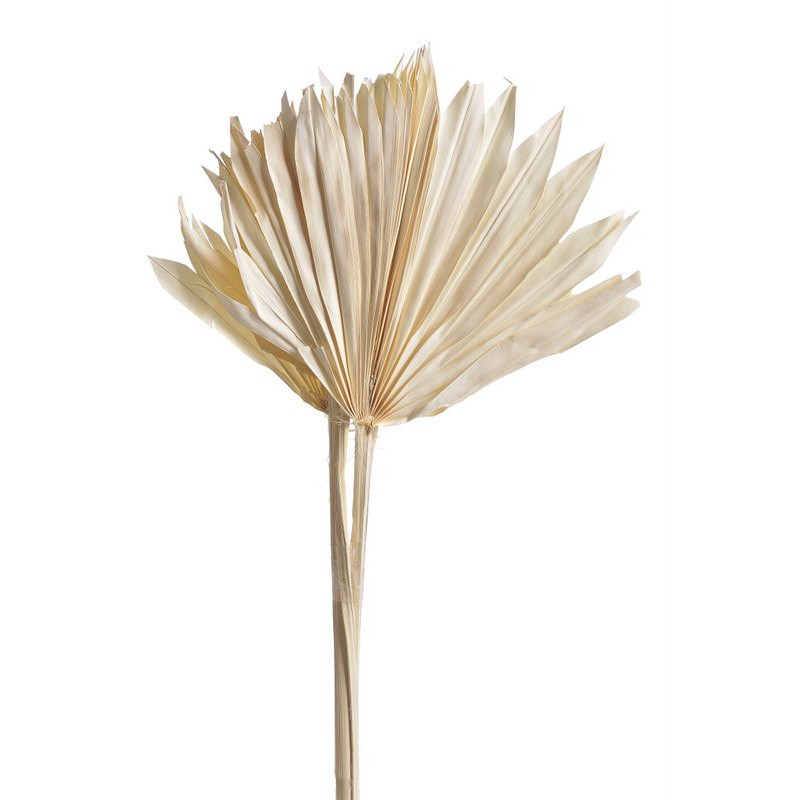 Palm sun spear L wybielany - susz
