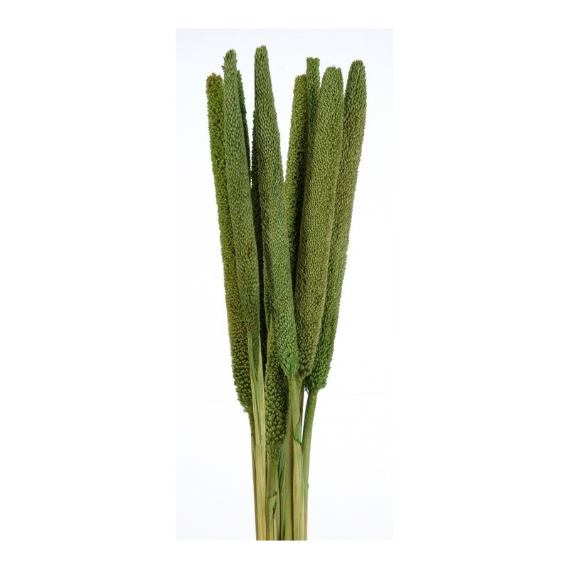 Babala gruba kolor paczka/10sztuk...75 cm - susz