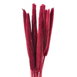 Babala gruba kolor paczka/10sztuk...75 cm - susz