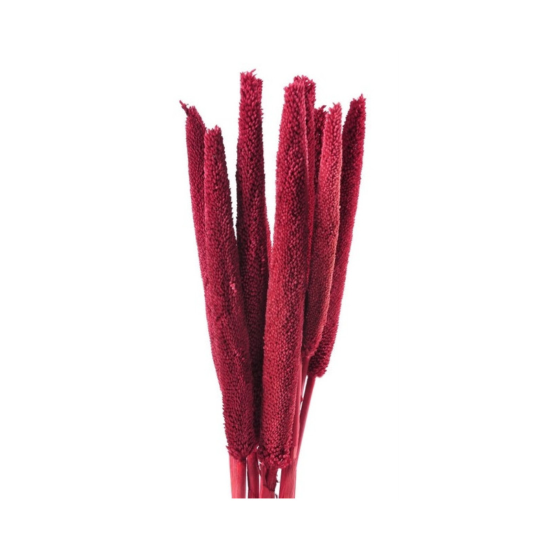 Babala gruba kolor paczka/10sztuk...75 cm - susz