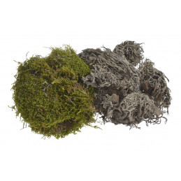 Mix moss 100g