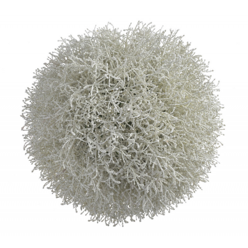 Kula Calocephalus Brownii..30 cm