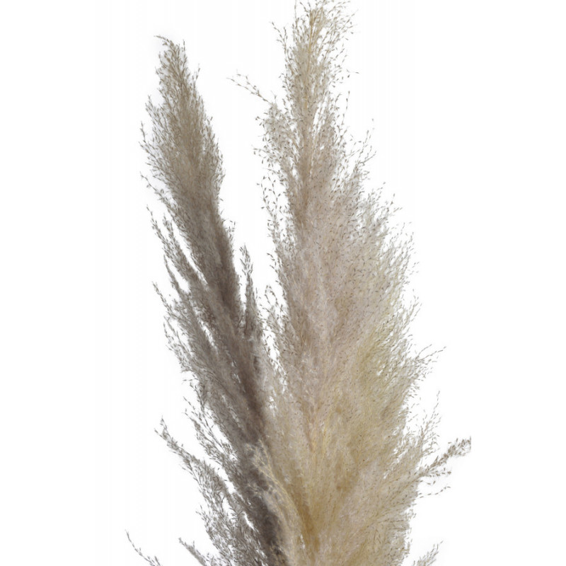 Trawa pampasowa 145cm, 3szt/paczka