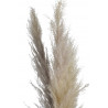 Trawa pampasowa 145cm, 3szt/paczka