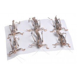 Konik polny krt 6szt, 10cm