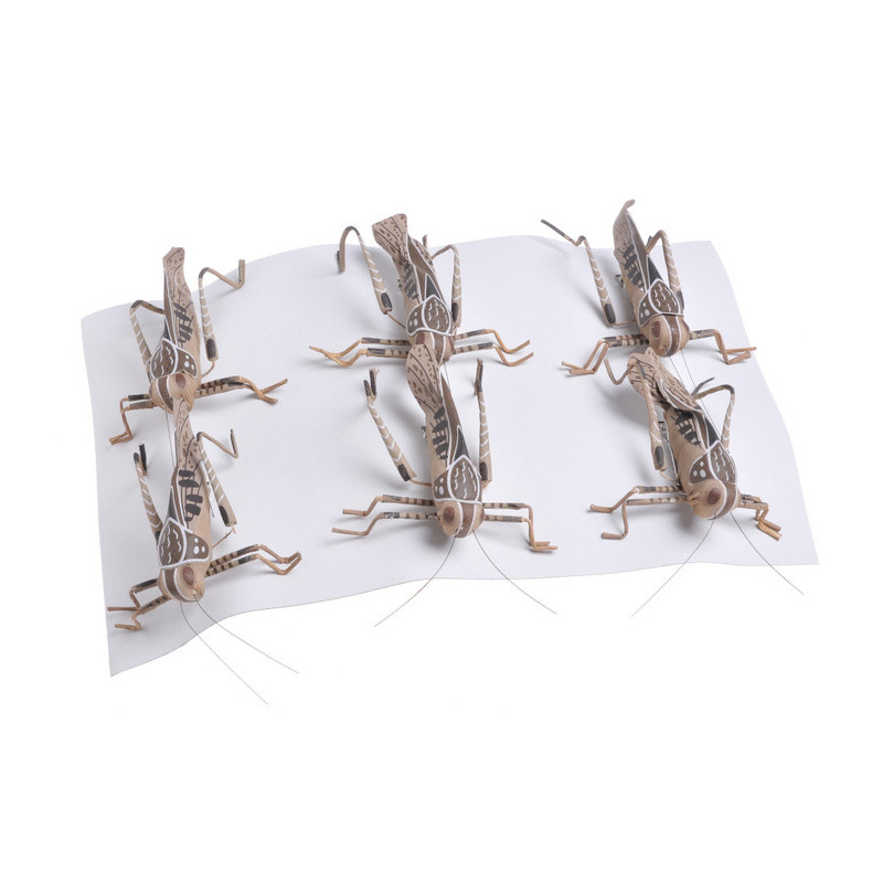 Konik polny krt 6szt, 10cm