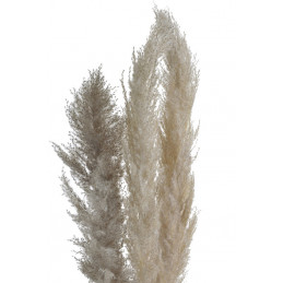 Trawa pampasowa 130cm, 3szt-paczka  -susz..130cm
