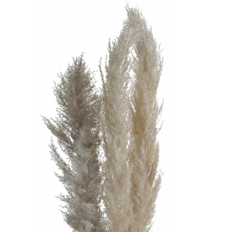 Trawa pampasowa 130cm, 3szt-paczka  -susz..130cm