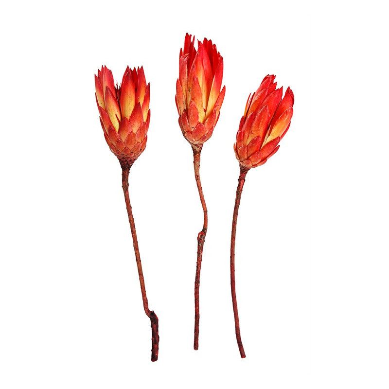 Repens RGS two tone..H35cm - protea II gatunek