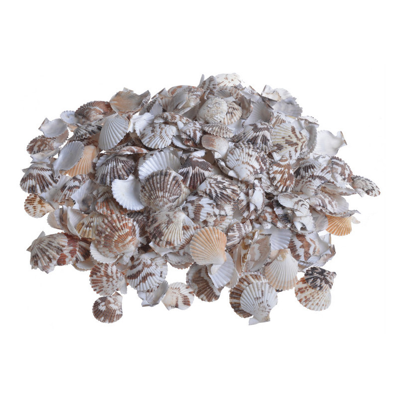 Fan Chippy -muszle..3-5cm..10-1 kg