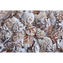 Fan Chippy -muszle..3-5cm..10-1 kg