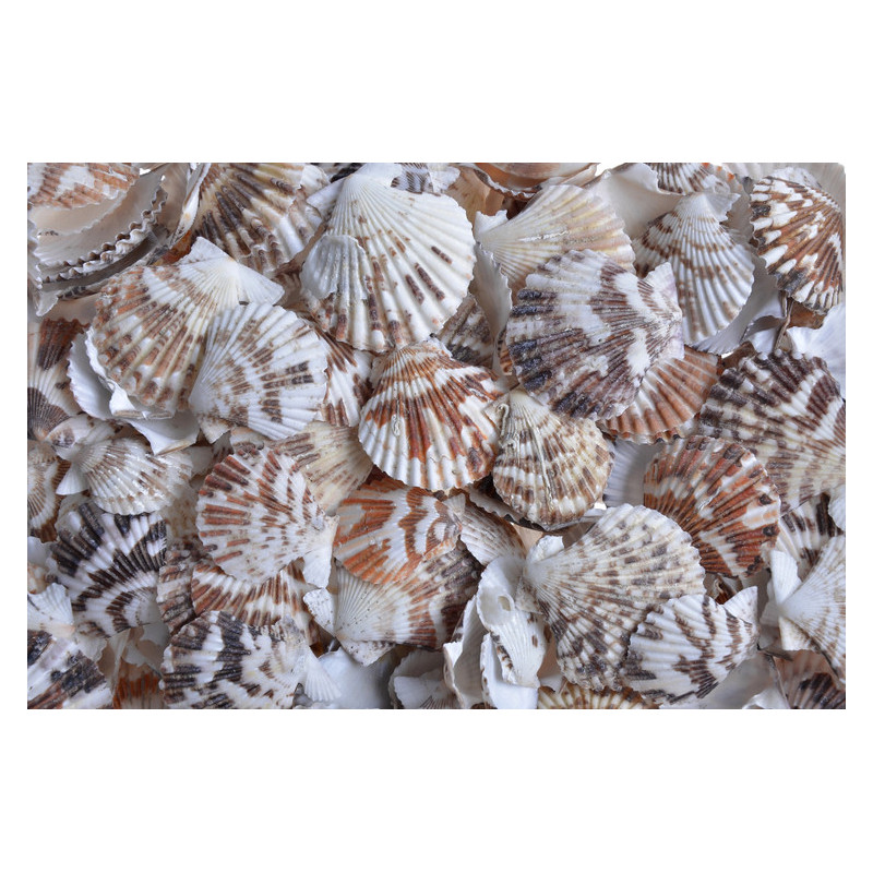 Fan Chippy -muszle..3-5cm..10-1 kg