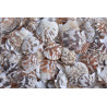 Fan Chippy -muszle..3-5cm..10-1 kg