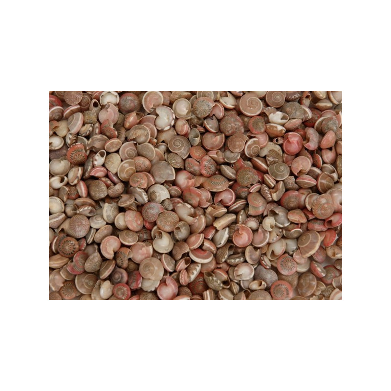 Muszle Periya Pambookan red..0,8-1,2cm