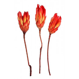 Protea - Repens RGS Two Tone H32-36 cm 5 szt/pacz - susz