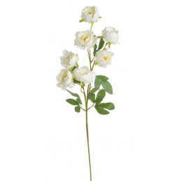 Piwonia chińska x7 gałązka..72cmH