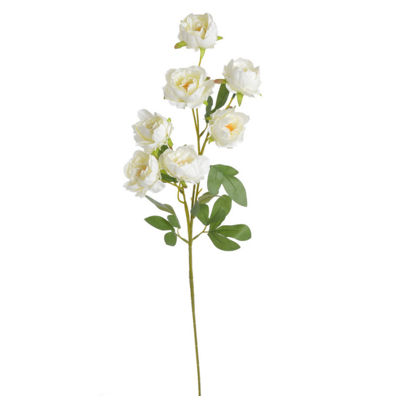 Piwonia chińska x7 gałązka..72cmH