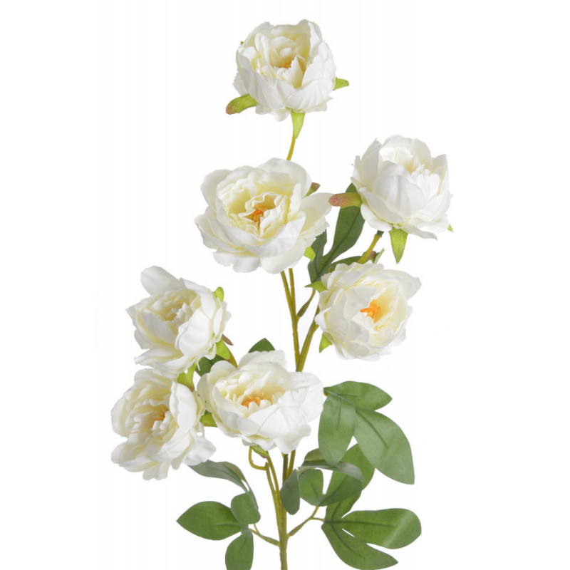 Piwonia chińska x7 gałązka..72cmH