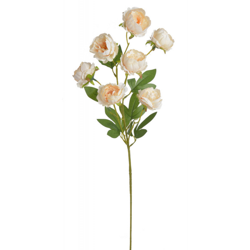 Piwonia chińska x7 gałązka..72cmH