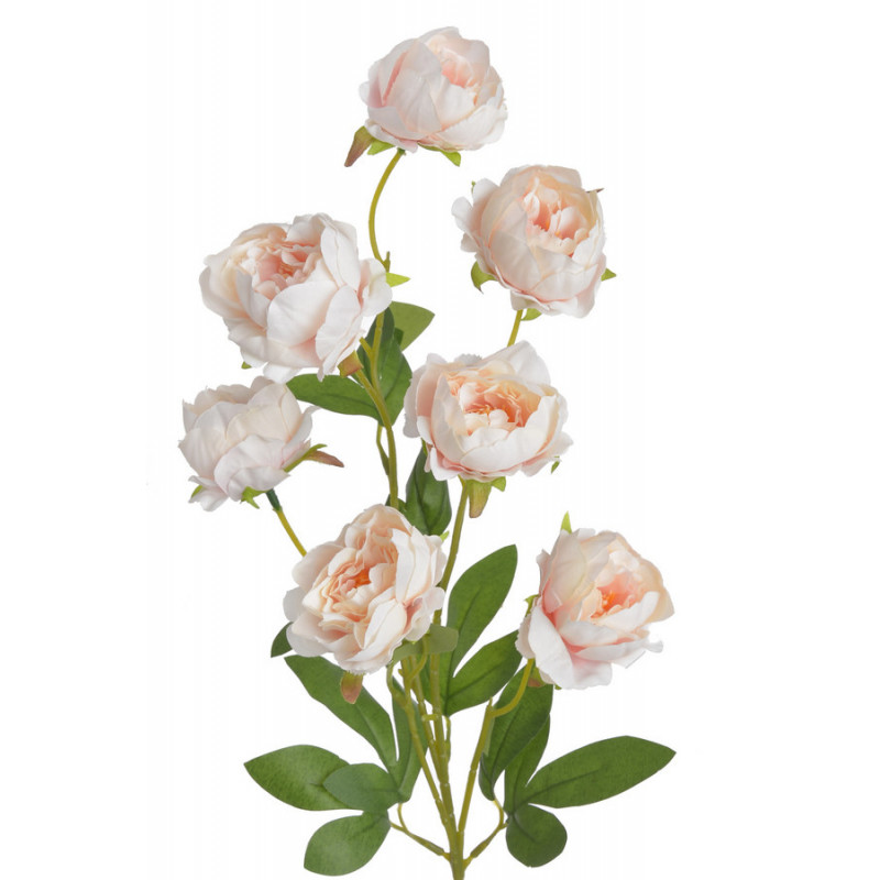 Piwonia chińska x7 gałązka..72cmH