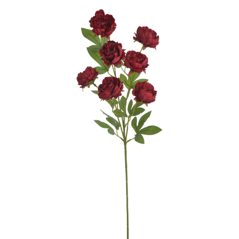 Piwonia chińska x7 gałązka..72cmH