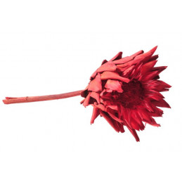 Artishok kolor F12-15cm, L30-35cm - susz