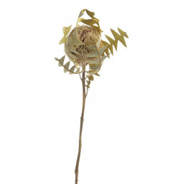 Banksia Baxterii 50cm...paczka-2sztuki - susz