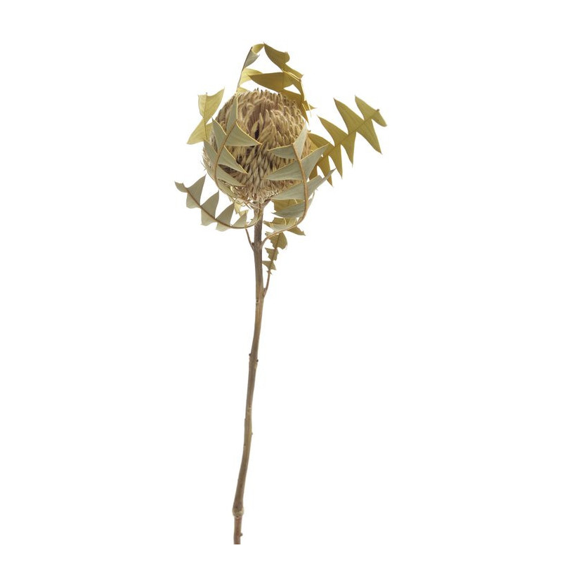 Banksia Baxterii 50cm...paczka-2sztuki - susz