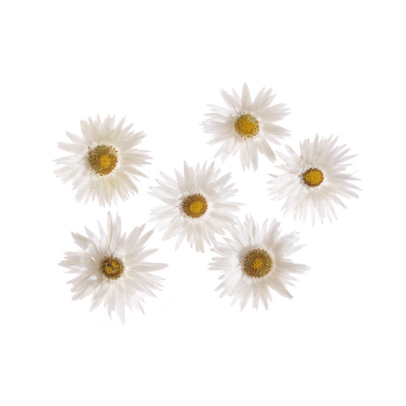 Helichrysum główka biała Capblumen..4-5cm..LUZ - KG