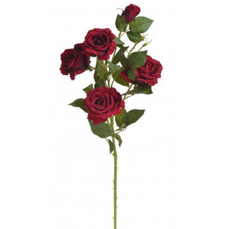 Róża welwetowa 4+1..110cm -...
