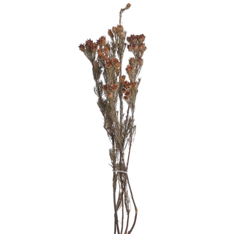 Marsh rose pacz 5 szt..60-65cmH - susz dekoracyjny