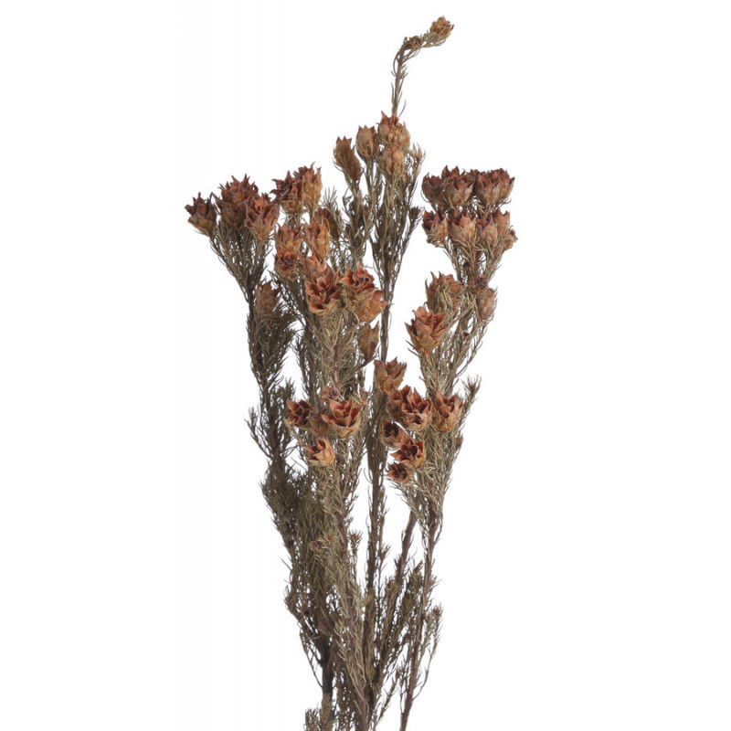 Marsh rose pacz 5 szt..60-65cmH - susz dekoracyjny