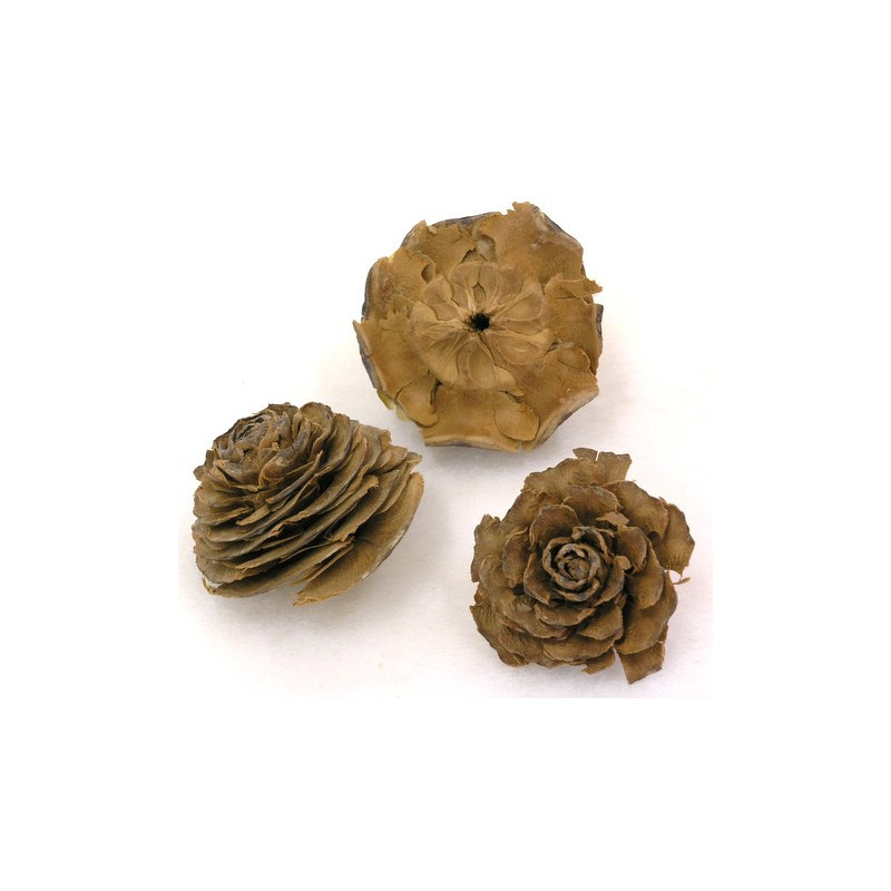 Cedar rose..5cm / róża cedrowa - susz