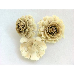 Cedar rose..5cm / róża cedrowa wybielana - susz