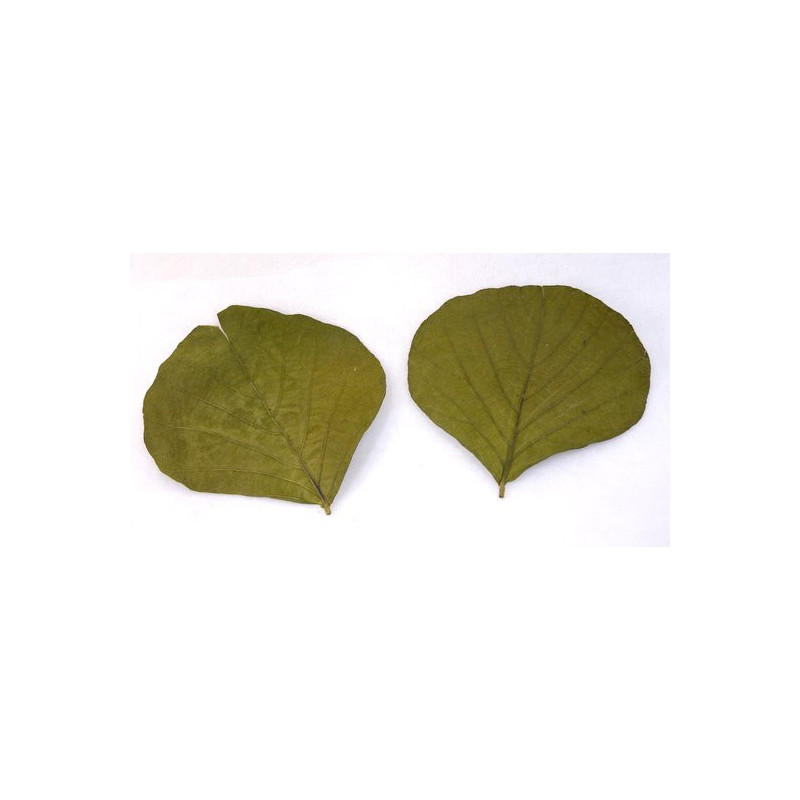 Cobra leaf pre-kol...15-20cm ( liście kobry ) - susz dekoracyjny