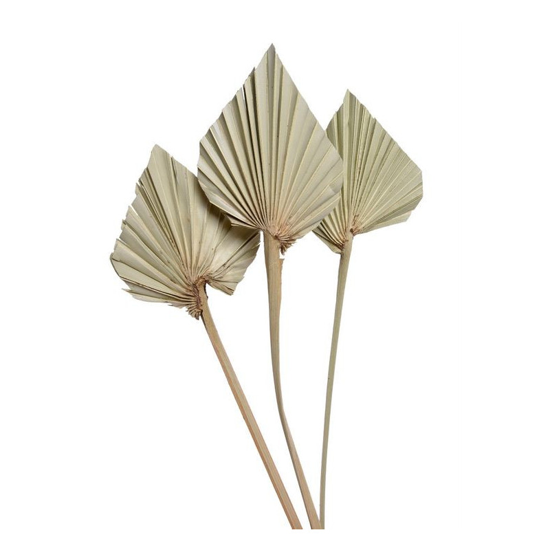 Palm spear mini naturalny 30-35 cm - susz